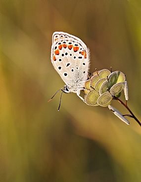 כחליל קליאופטרה 