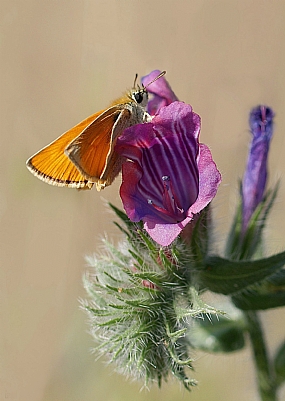 נחושת הנשרן