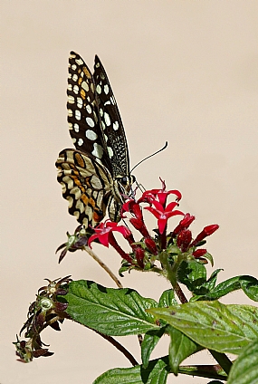 זנב סנונית הלימון