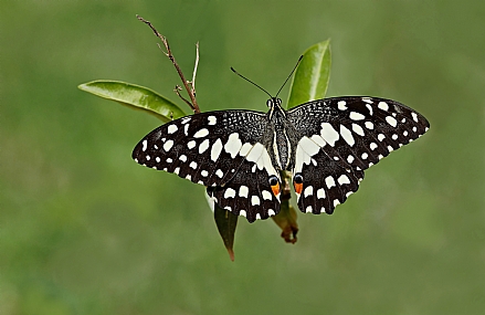 צילום: ישראל שדה