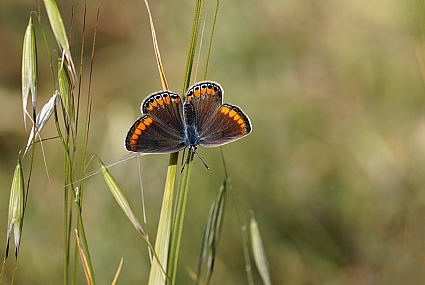 צילום: ישראל שדה
