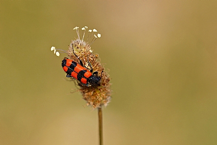 צילום: ישראל שדה
