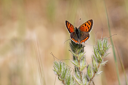 צילום: ישראל שדה
