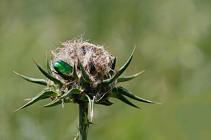 צילום: ישראל שדה
