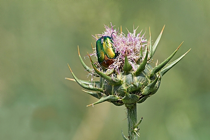 צילום: ישראל שדה