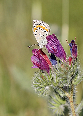 צילום: ישראל שדה