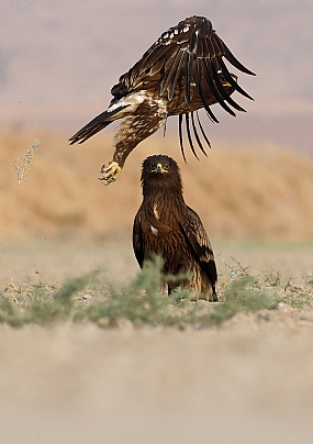 צילום: ישראל שדה