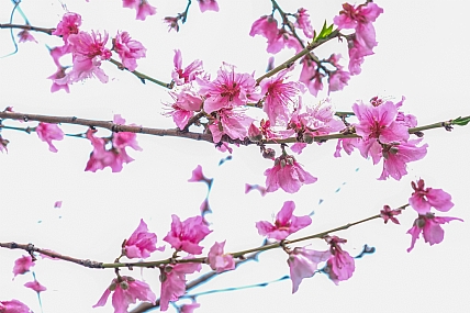 צילום: יהושע רעיף