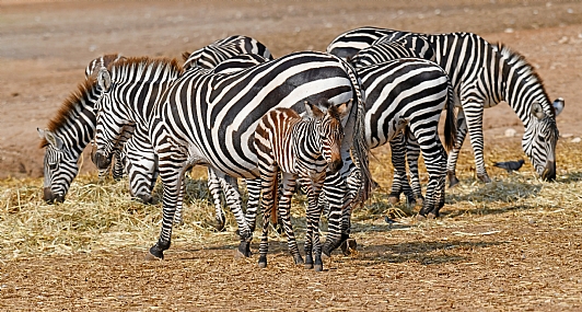 צילום: יורם סגול
