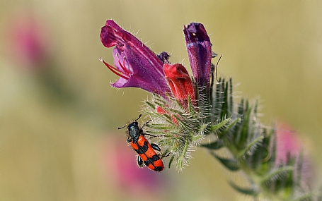 צילום: ישראל שדה