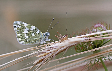 לבנין הרכפה