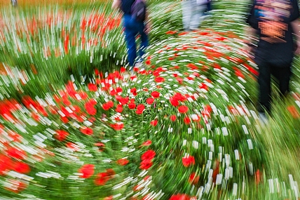 מחול הפרגים