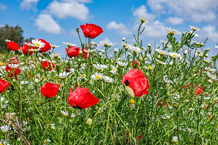 פריחה אביבית