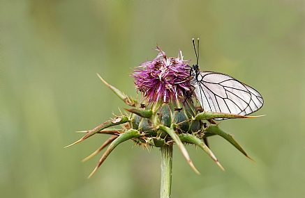 רשתן העוזרר