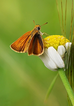 נחושת השעורה