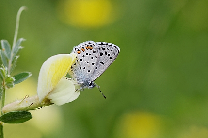תכליל האזוב