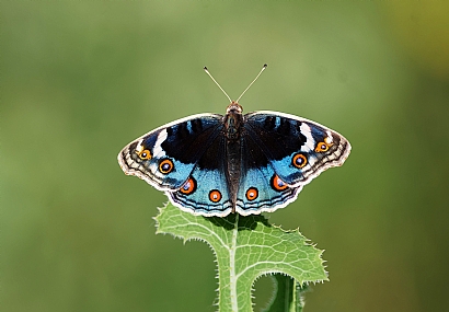נימפית כחולה