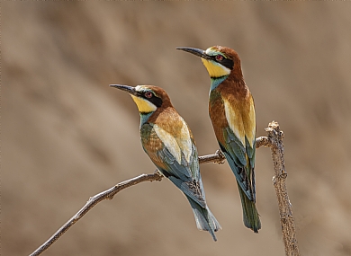 זוג שרקרקים על ענף