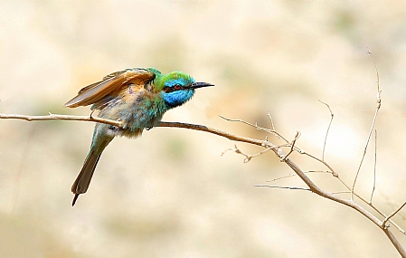 צילום: ישראל שדה