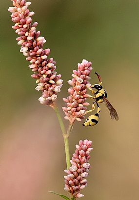 כדית Eumenes sp 
