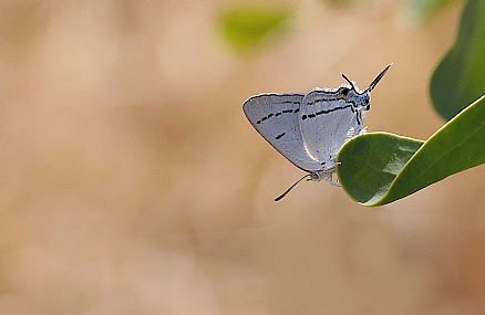 תְּכִלְתַּן הַהַרְנוּג