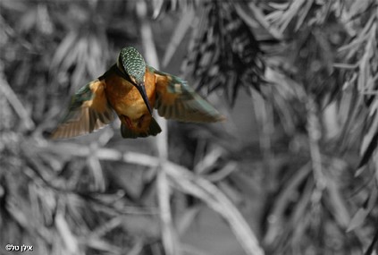 מפוקס במטרה