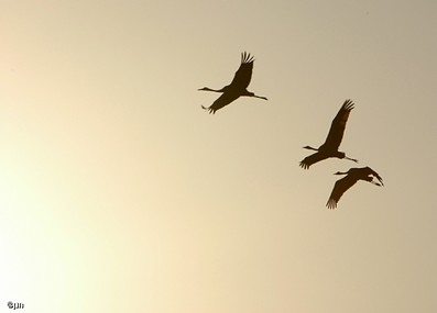 אחד אחרי השני