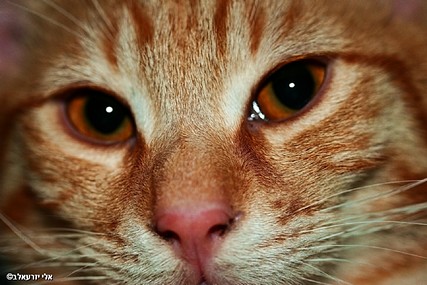 The Eye of the Tiger