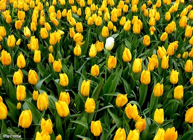 הברוזון המכוער