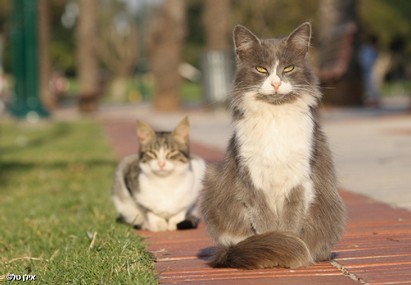 מבט של גאידמק 