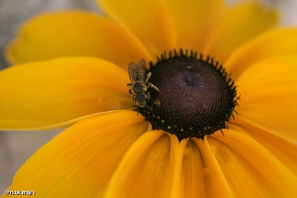 צילום: רקפת אבנר
