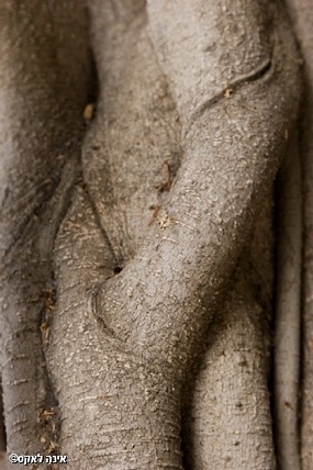 נגיעות רכות