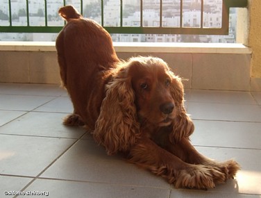 מתיחות בשמש