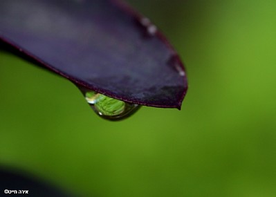 טיפה ירוקה