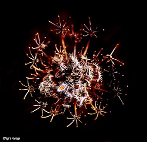 זיקוקים מהטבע