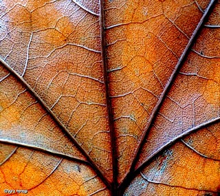 עורקים,ורידים,נימים.