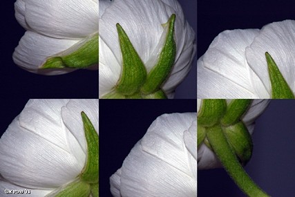פרח  לבן