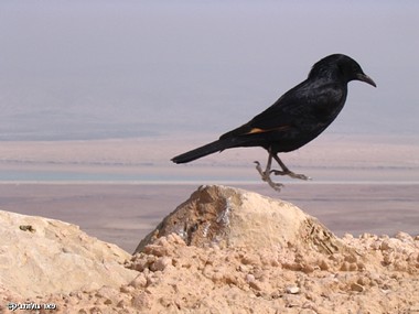 ציפור על מצדה