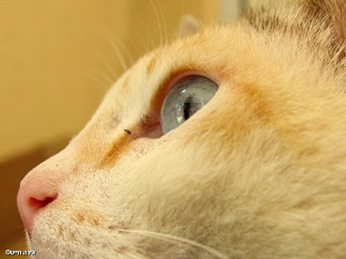 בלונדינית עם עיניים כח