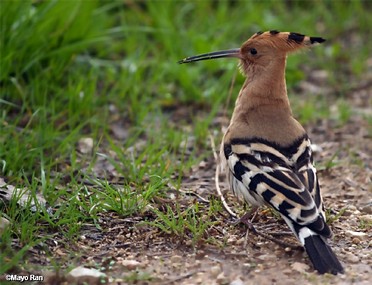 החמקן ברגע מנוחה