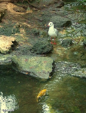 הדייג ודג הזהב