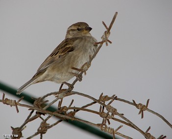 Like A Bird On A Wire