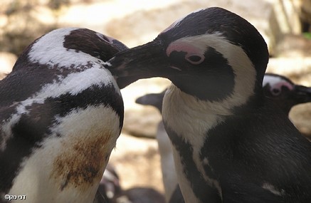 אהבת הפינגווינים