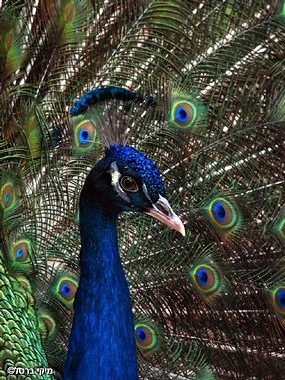 Pavo cristatus 