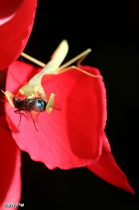 צילום: שי קלמן