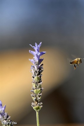 מעוף הדבורה