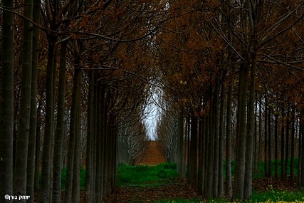 חורשת הפאולינה