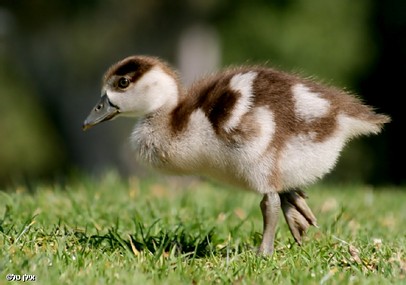 אפרוח פלומתי