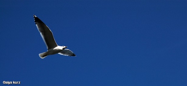 צילום: Aiya kurz