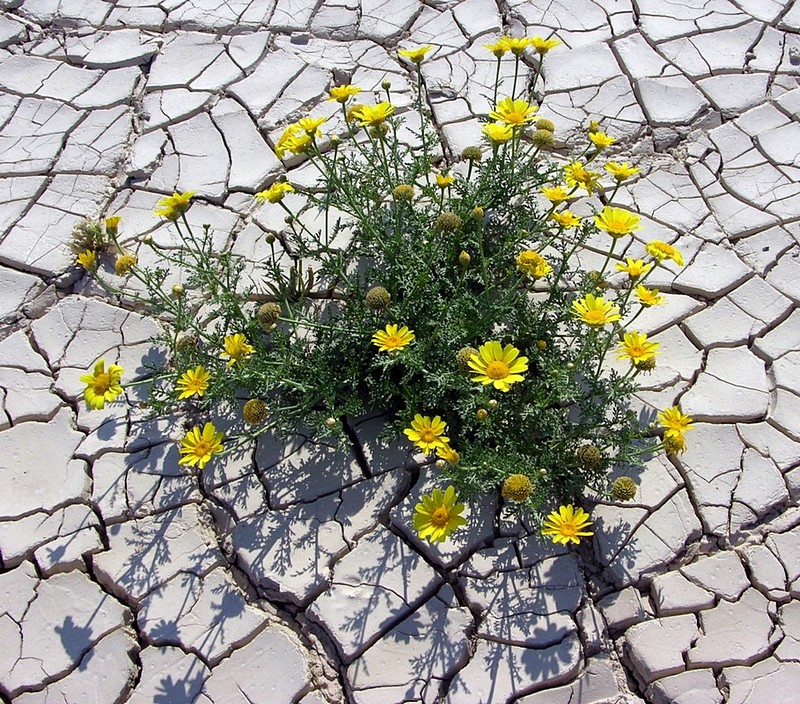 חרצית חרוצה 